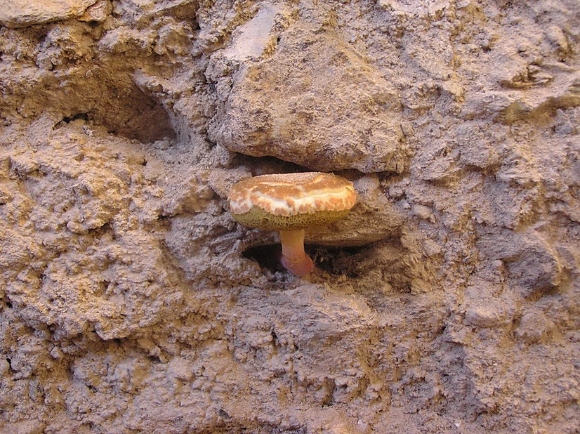 fungo nel muro 2
